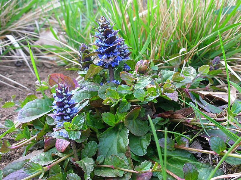 Ajuga reptans / Iva comune, Erba di S.Lorenzo